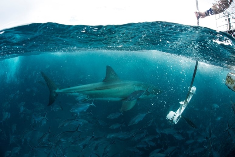A white plastic device being held below am approaching shark.