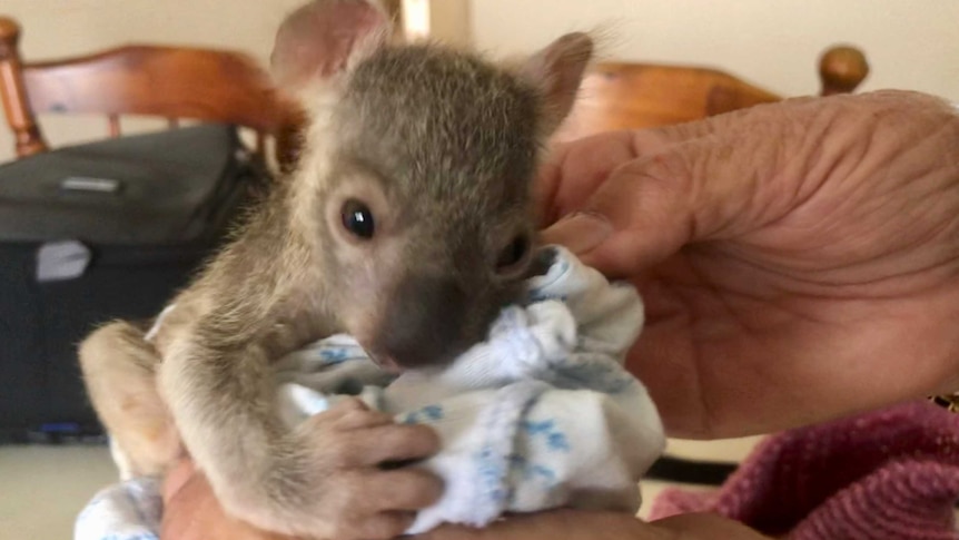 A koala joey being held in a woman's hand.