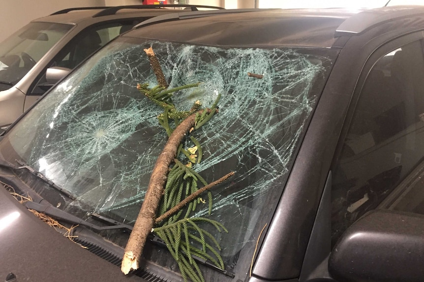 A tree branch shatters a car windscreen