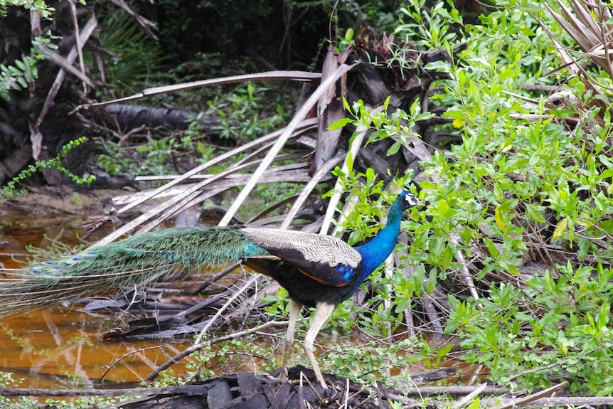 A peacock near a creek.