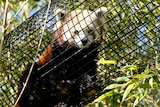 A red panda sitting in a black climbing tunnel looking at the camera