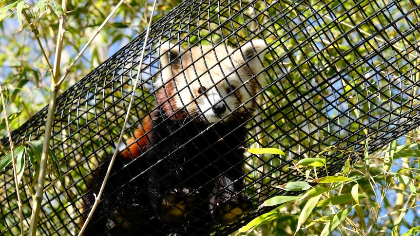 A red panda sitting in a black climbing tunnel looking at the camera