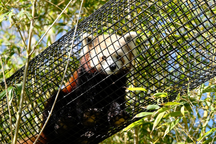 A red panda sitting in a black climbing tunnel looking at the camera