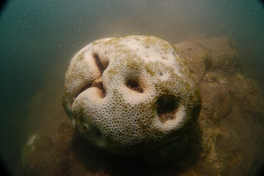 A piece of coral that survived Cyclone Debbie, now white after bleaching due to stress from the storm.