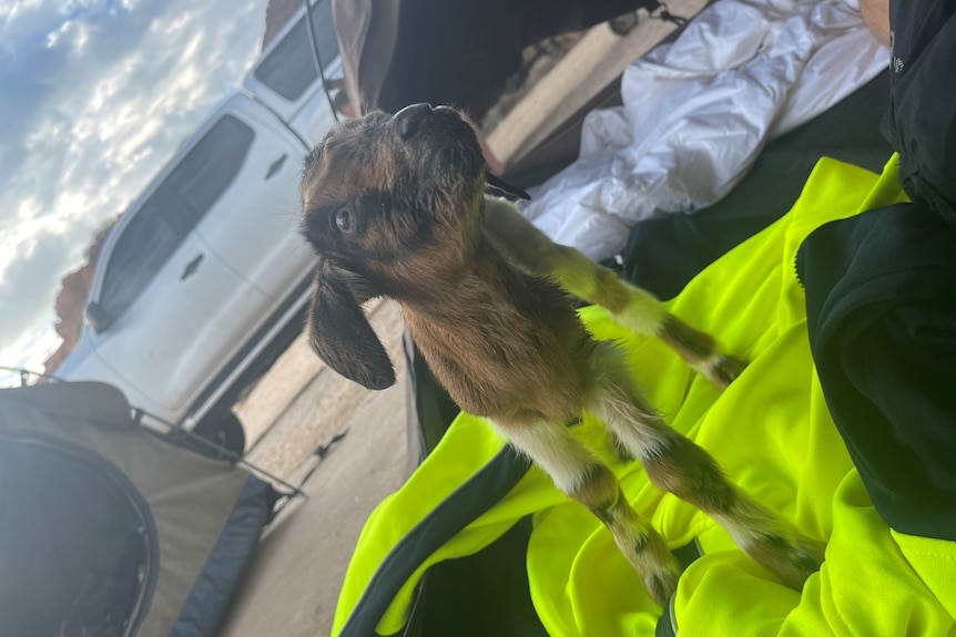 A baby goat stands on a yellow high-viz vest