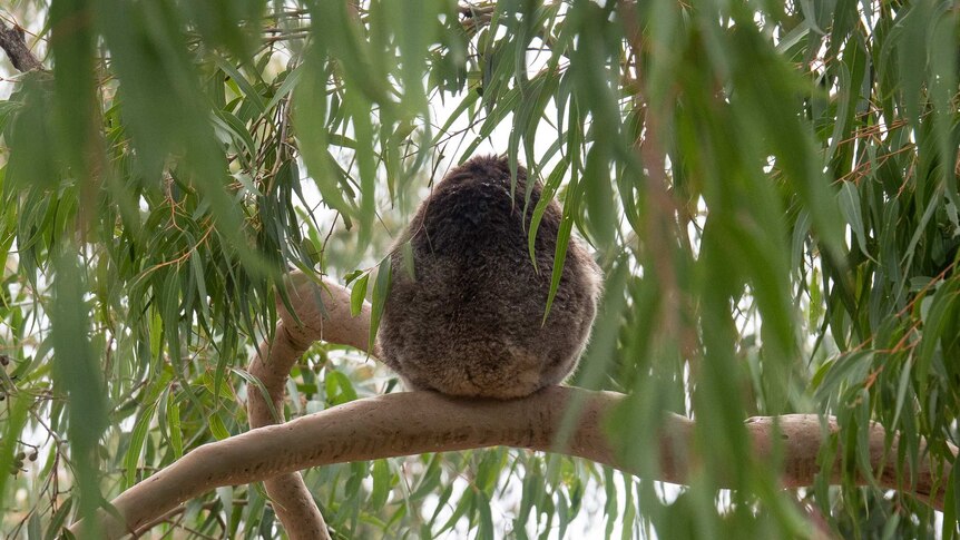 The back of a koala sitting in a tree.