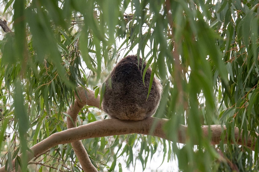 The back of a koala sitting in a tree.