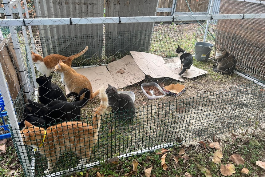 Eight cats in an outdoor enclosure 