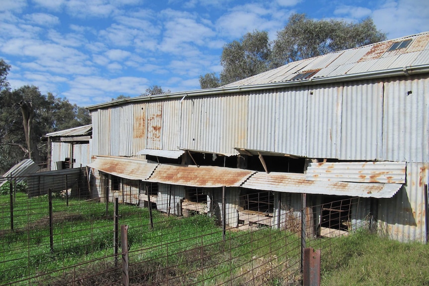 Historic Brookong woolshed still operating