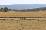Dry dam on the Northern Rivers