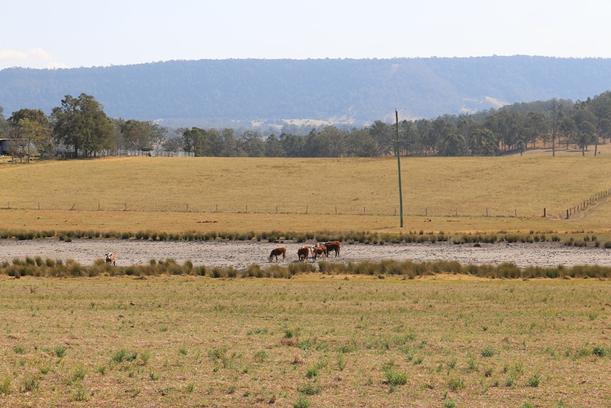 A photo of dry paddock and dam with cattle grazing. 