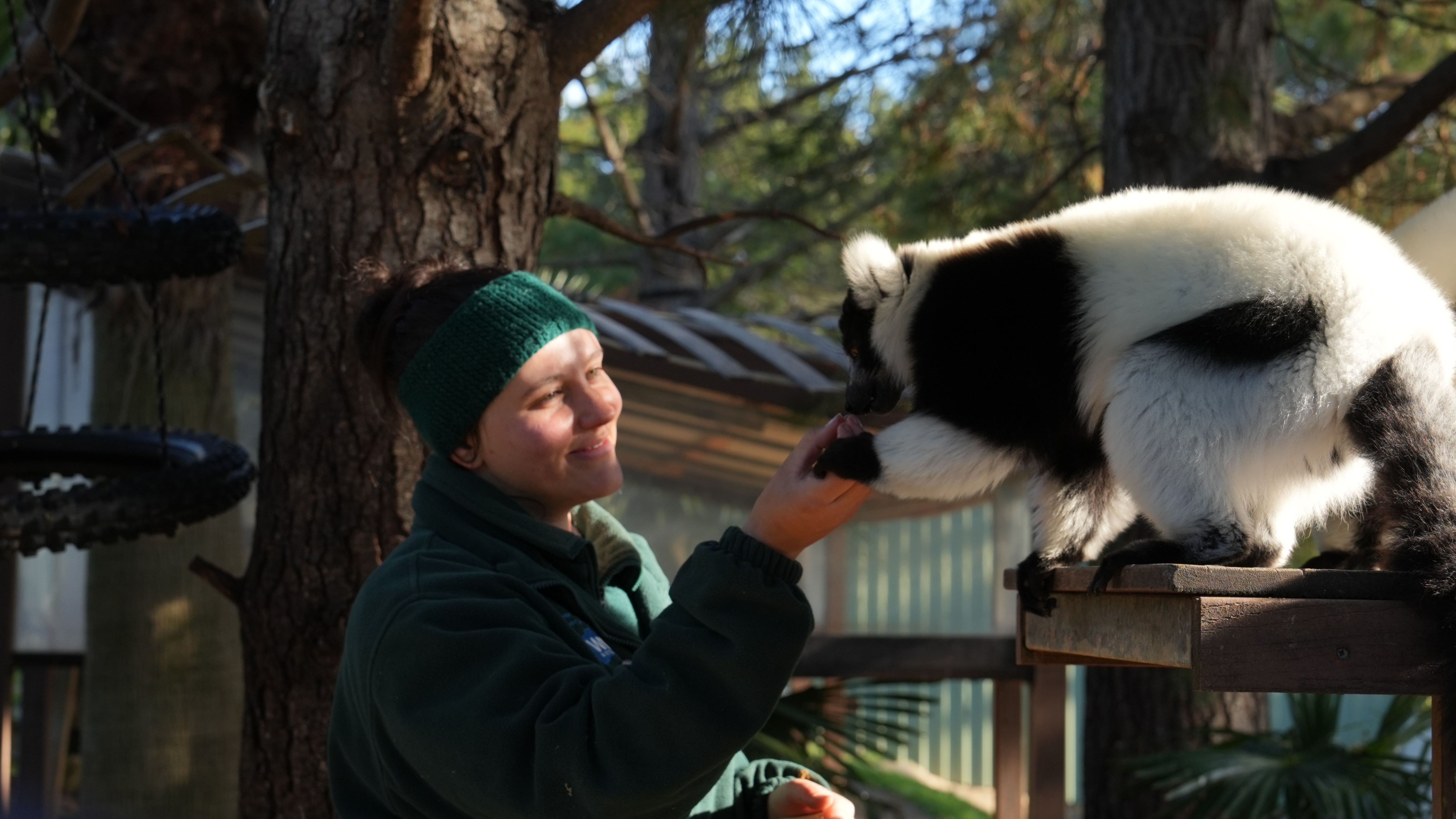 A zookeeper hand-feeds a lemur.
