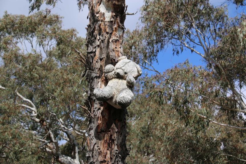 A weather bear tied to a tree near Bungendore.