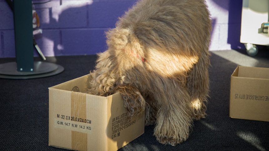 Bailey the labradoodle goes in hard searching for rewards during the box game.