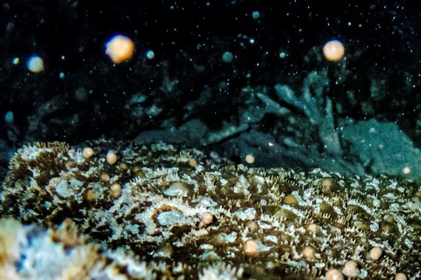 Coral sperm and eggs float through the water like a snowstorm.