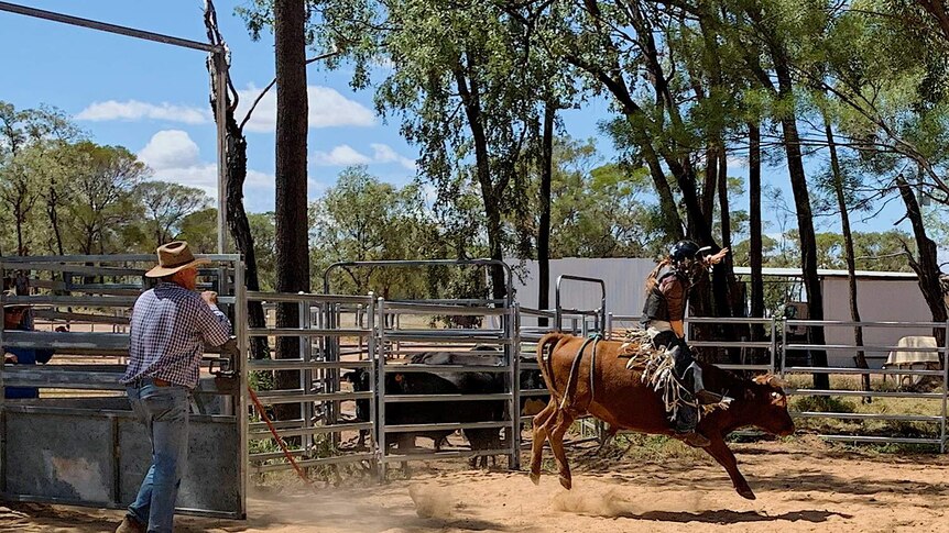 School of the Air student and bull rider Riley O'Dell practising riding a mini bull