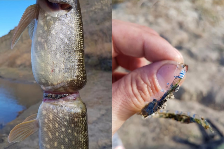 Two photos side by side show a pike with an inflamed, constricted ring around it, and a plastic ring.