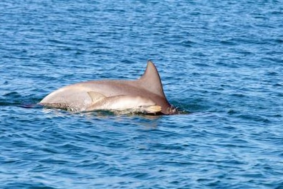 Dolphin and new born calf