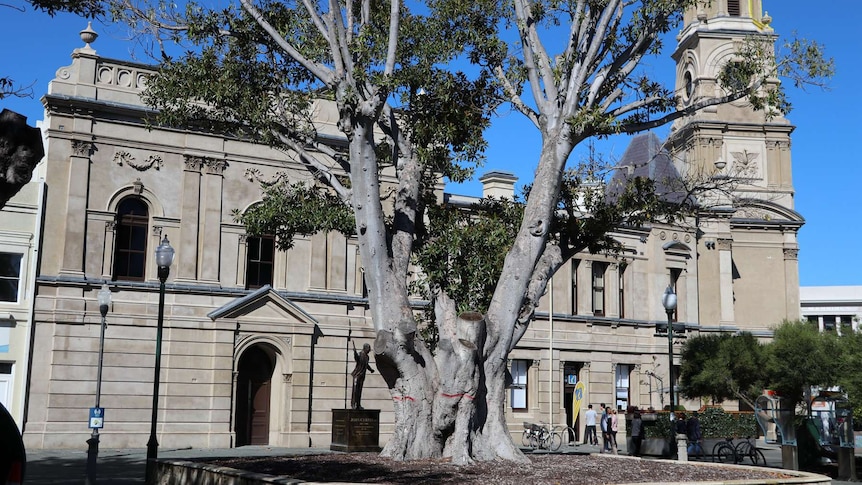 The ailing Kings Square fig tree in April 2018.