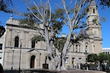 The ailing Kings Square fig tree in April 2018.