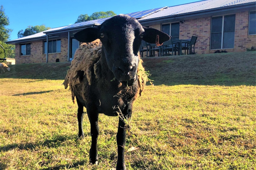 A black sheep is chewing grass and staring directly ahead. It's wool is slowly shedding off. A brick house is in the background