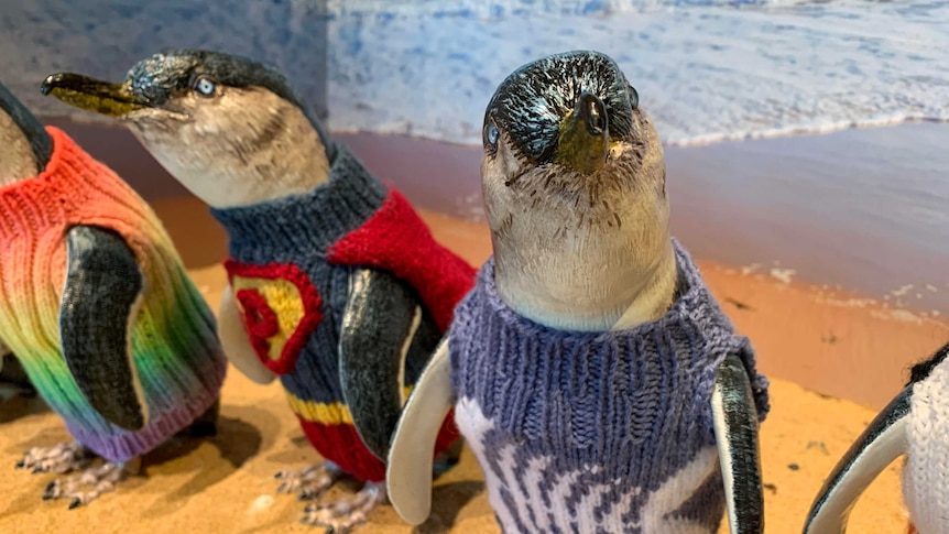 A statue two penguins wearing woollen jumpers. One penguin is wearing a superman themed jumper, the other in a pale blue jumper.