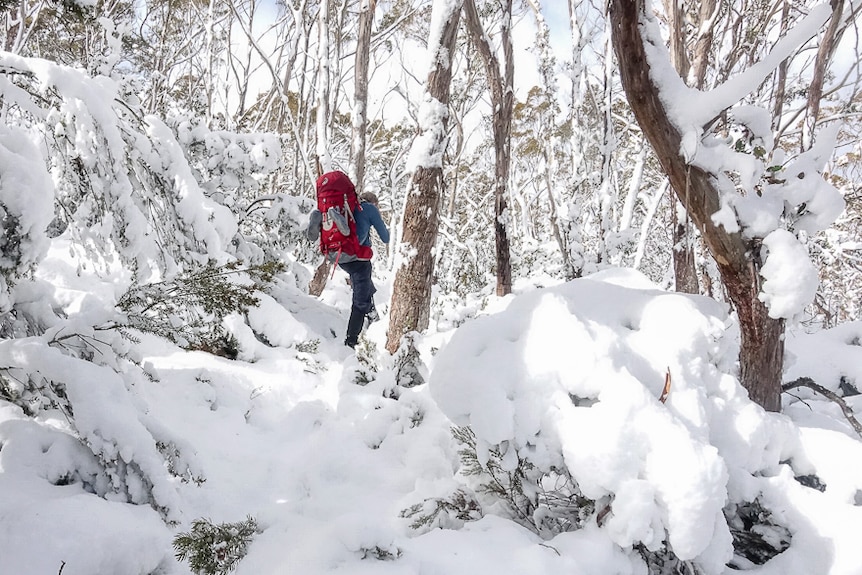 Bruce Fairfax bushwalking in snow, photo by Louise Fairfax.