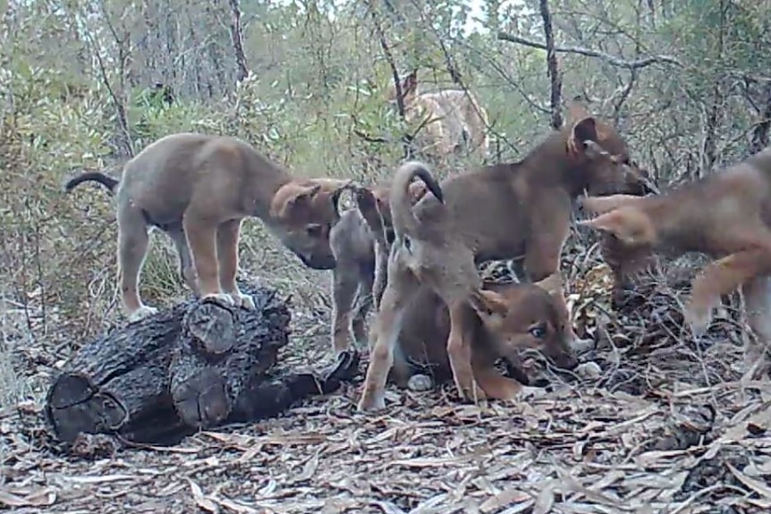 a group of grey-coloured dingo pups climbing around a fallen log