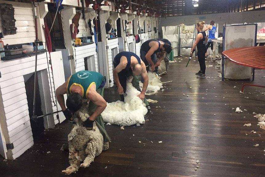 Shearers shear sheep at Gostwyck Farm in NSW.