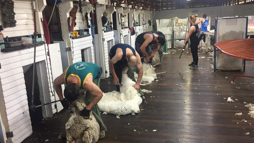 Shearers shear sheep at Gostwyck Farm in NSW.