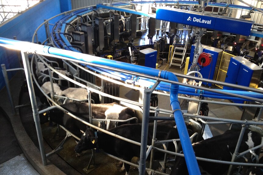 The automated dairy is guided by a series of lasers and remote controls attached to collars around the cows' necks.