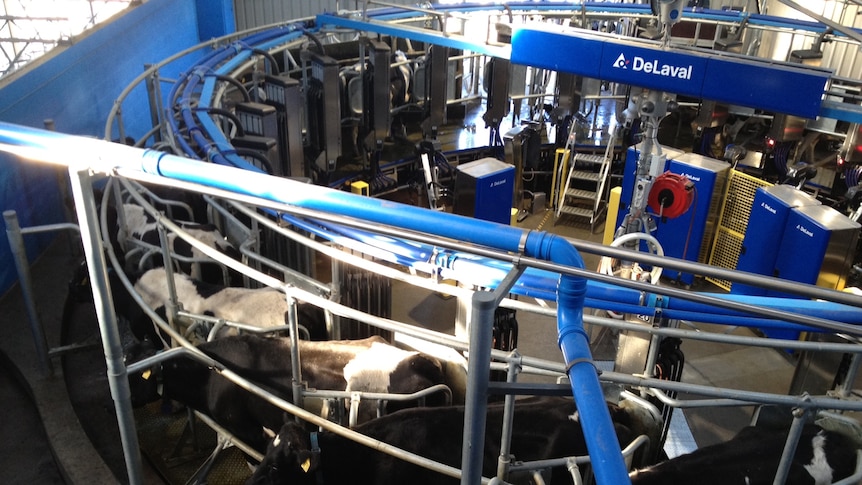 The automated dairy is guided by a series of lasers and remote controls attached to collars around the cows' necks.