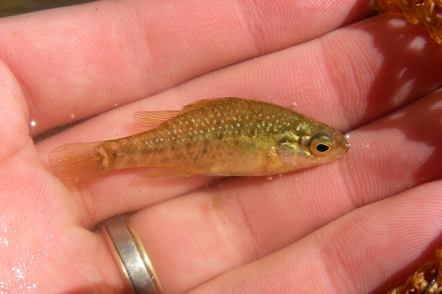 Murray-Darling Basin's first fish extinction feared as surveys fail to locate pygmy perch - ABC News
