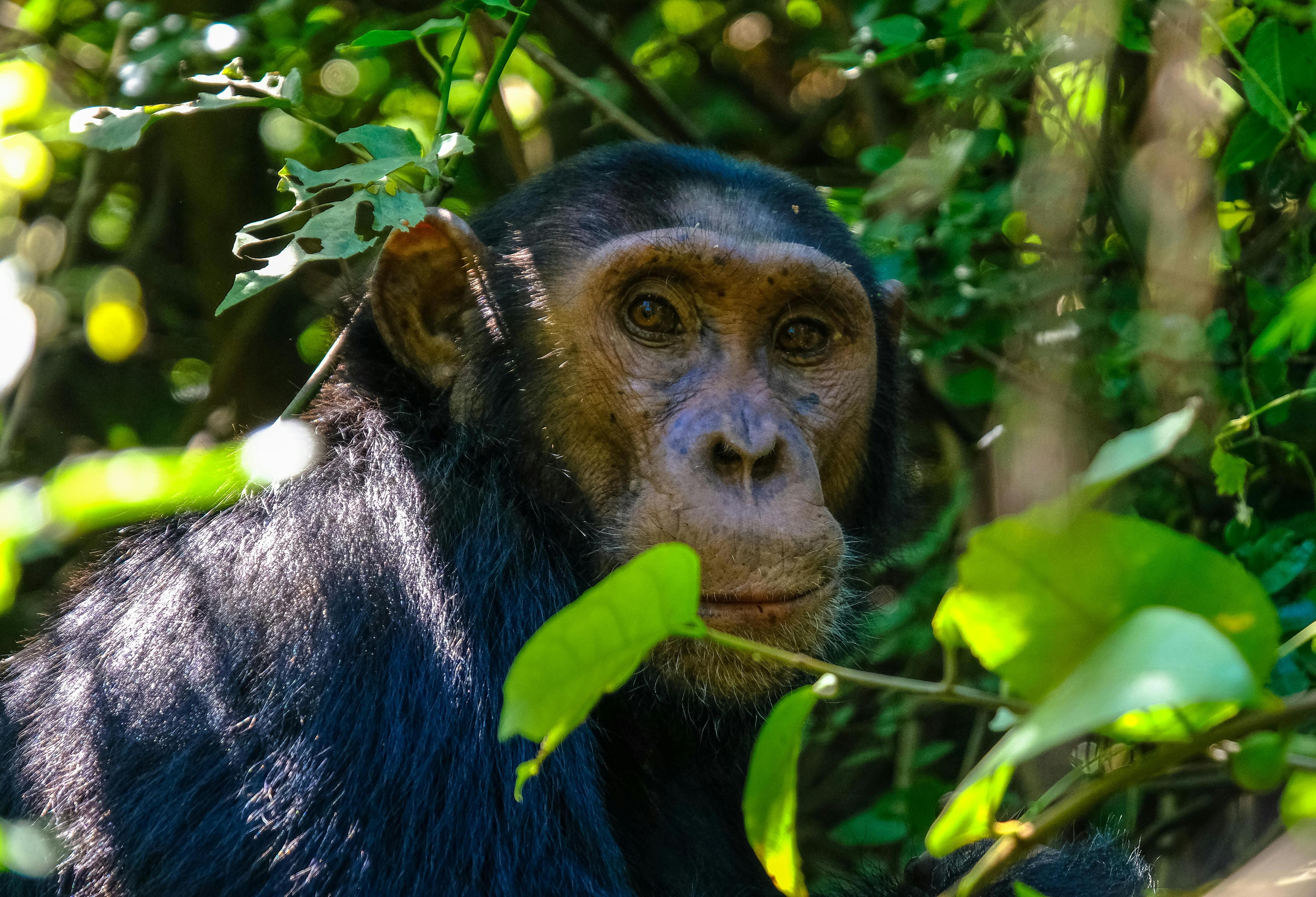 Can chimpanzees at war find a path to peace?