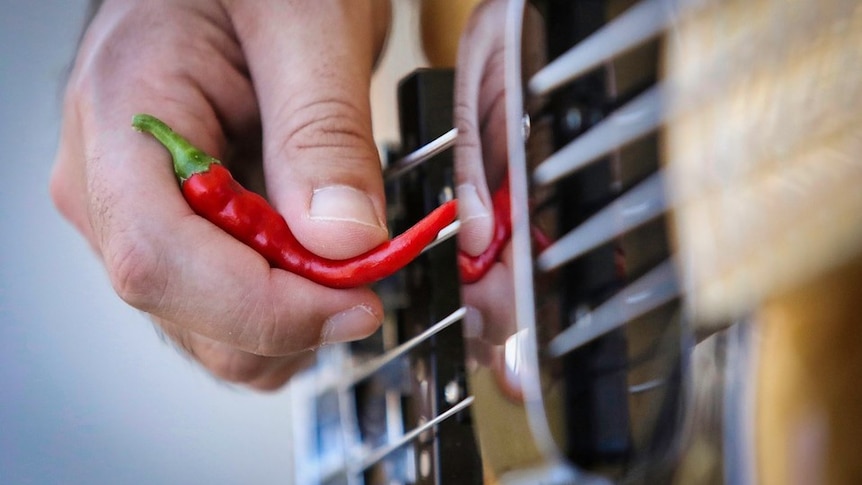 Close-up of a bass guitar with a chilli used as a plectrum.