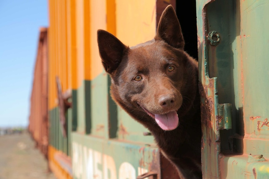 A red kelpie looks out of an orange and green train with his tongue hanging out.