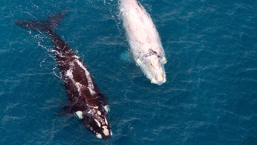 An aerial photo of two right whales, one dark and one white.