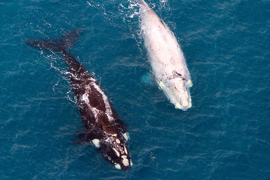 An aerial photo of two right whales, one dark and one white.