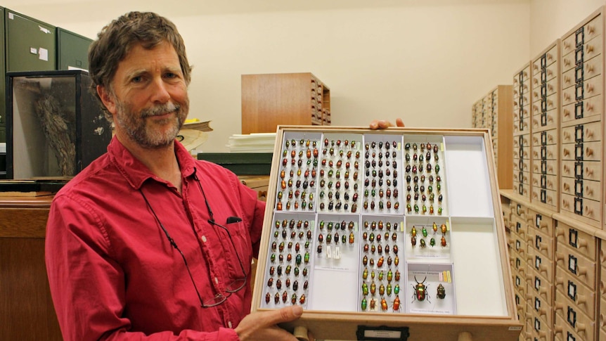 Dr Simon Grove holding a tray of Christmas beetles