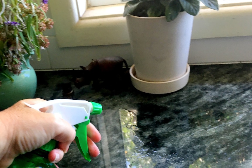 A hand spraying liquid onto a bench with plants in the background.