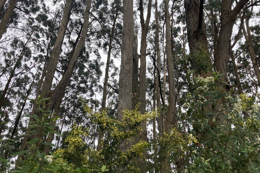 A forest scene showing wattle and tall native trees.