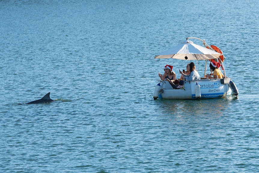 A group of women on a small watercraft photograph a nearby dolphin