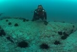 diver under water with sea urchins