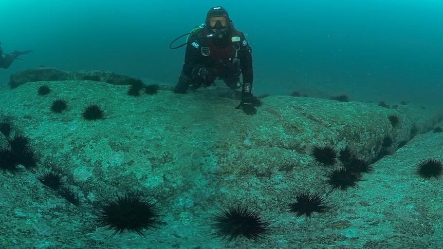 diver under water with sea urchins