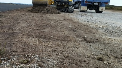 Strahan Airport plover nest Sept 2015