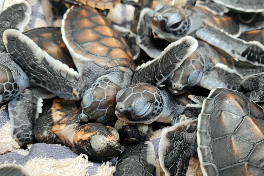 About 15 tiny turtles crawling over each other.