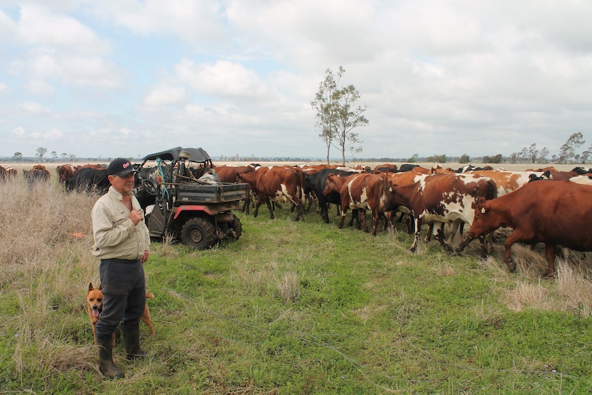 A farmer is pictured on the left, his working dog behind him. On the right a large herd of cows.