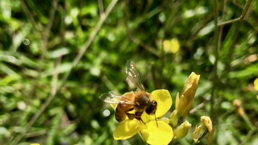 A bee on a rocket flower.