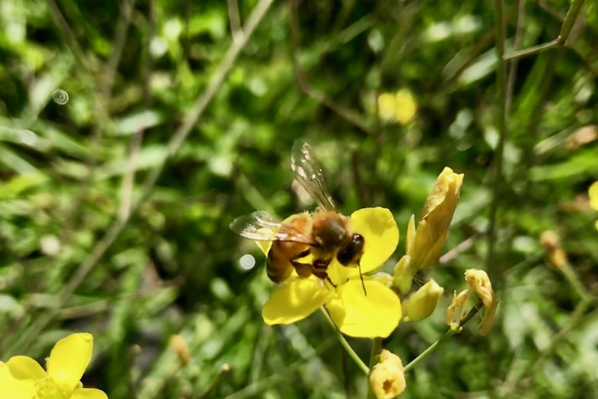 A bee on a rocket flower.