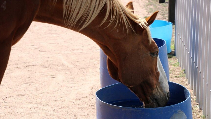 A horse dips his head into a feeding bucket.